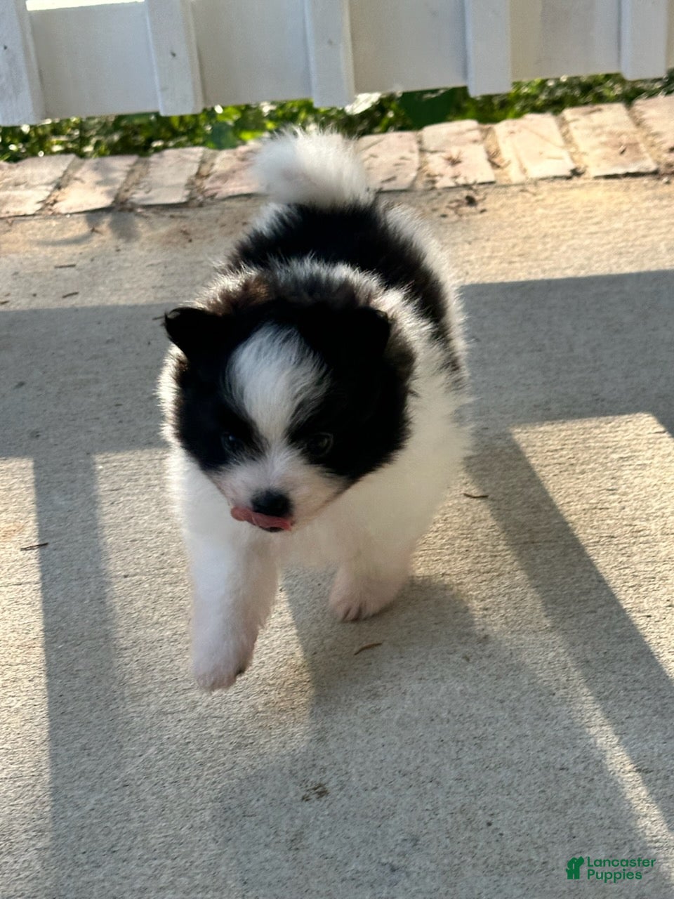 Pomeranian dogs Girl 2 - Ad 1