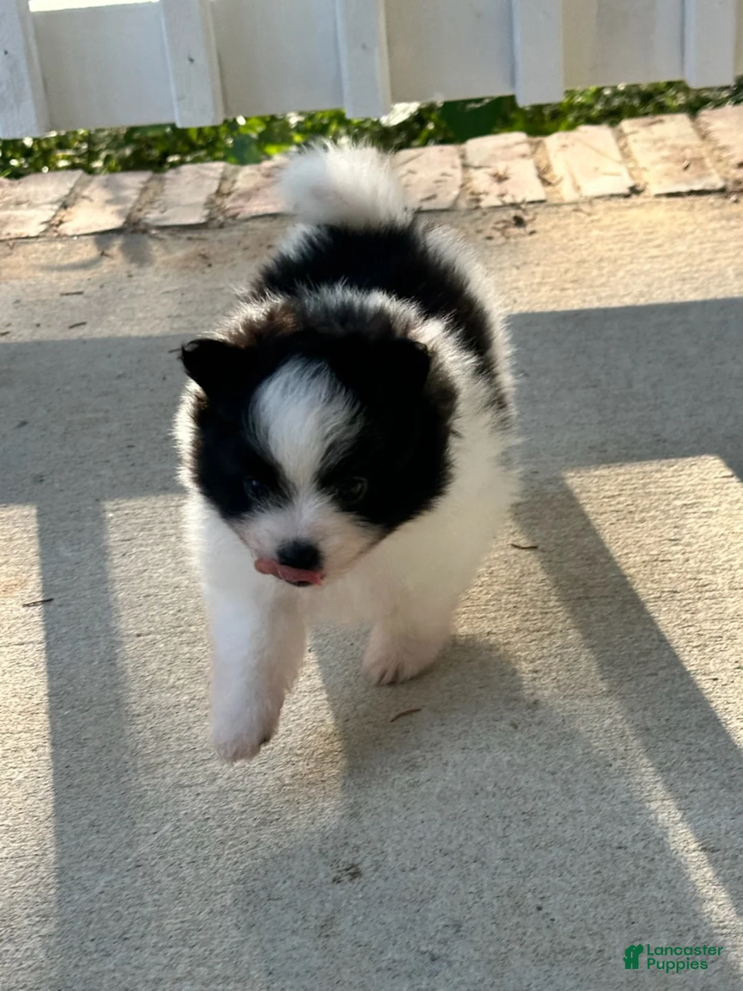 Pomeranian dogs for sale: Girl 2 - Ad 1