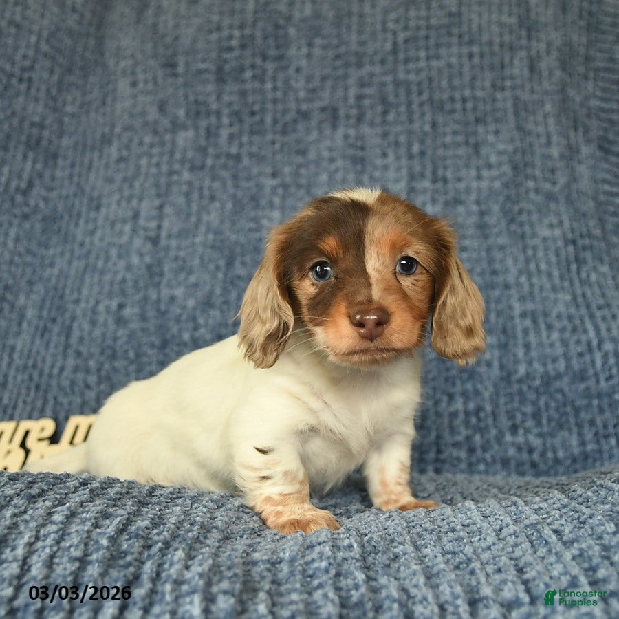 Miniature Dachshund dogs Ashley  - Ad 2