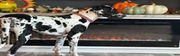 Great Dane dogs for sale: Pat Benatar - Ad 3