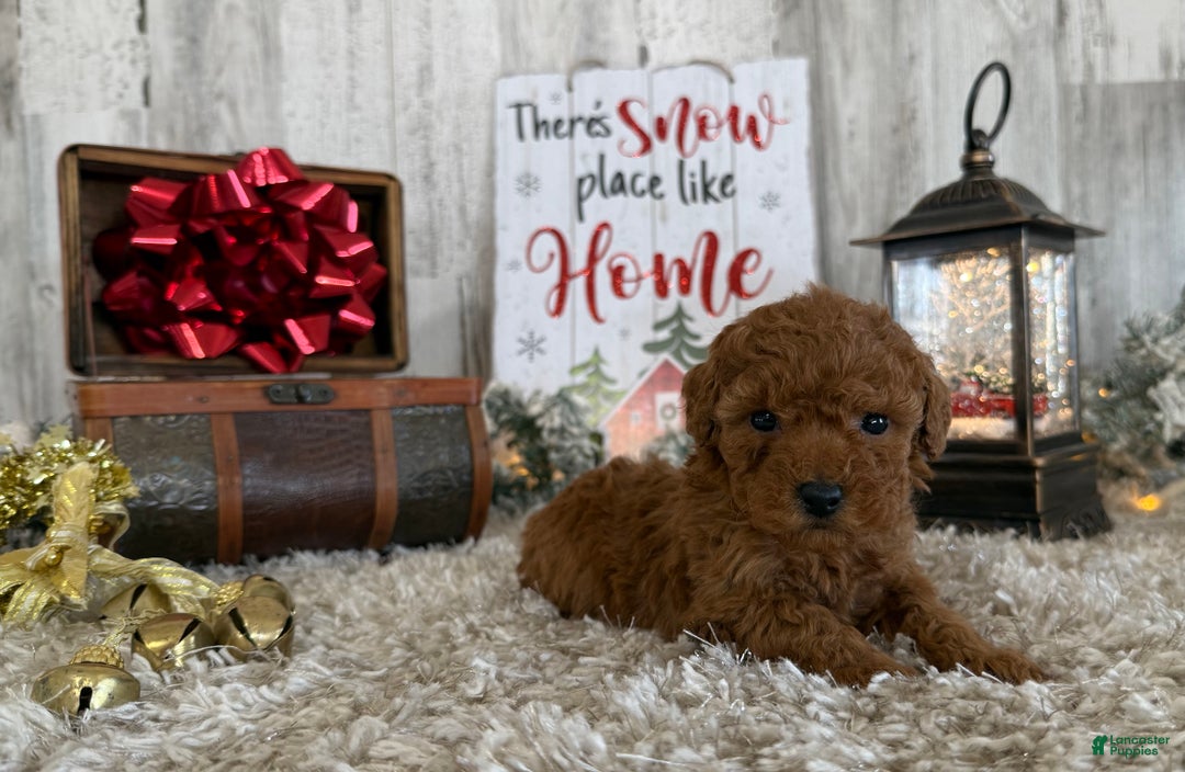 Toy Poodle dogs for sale: Talia - Ad 3