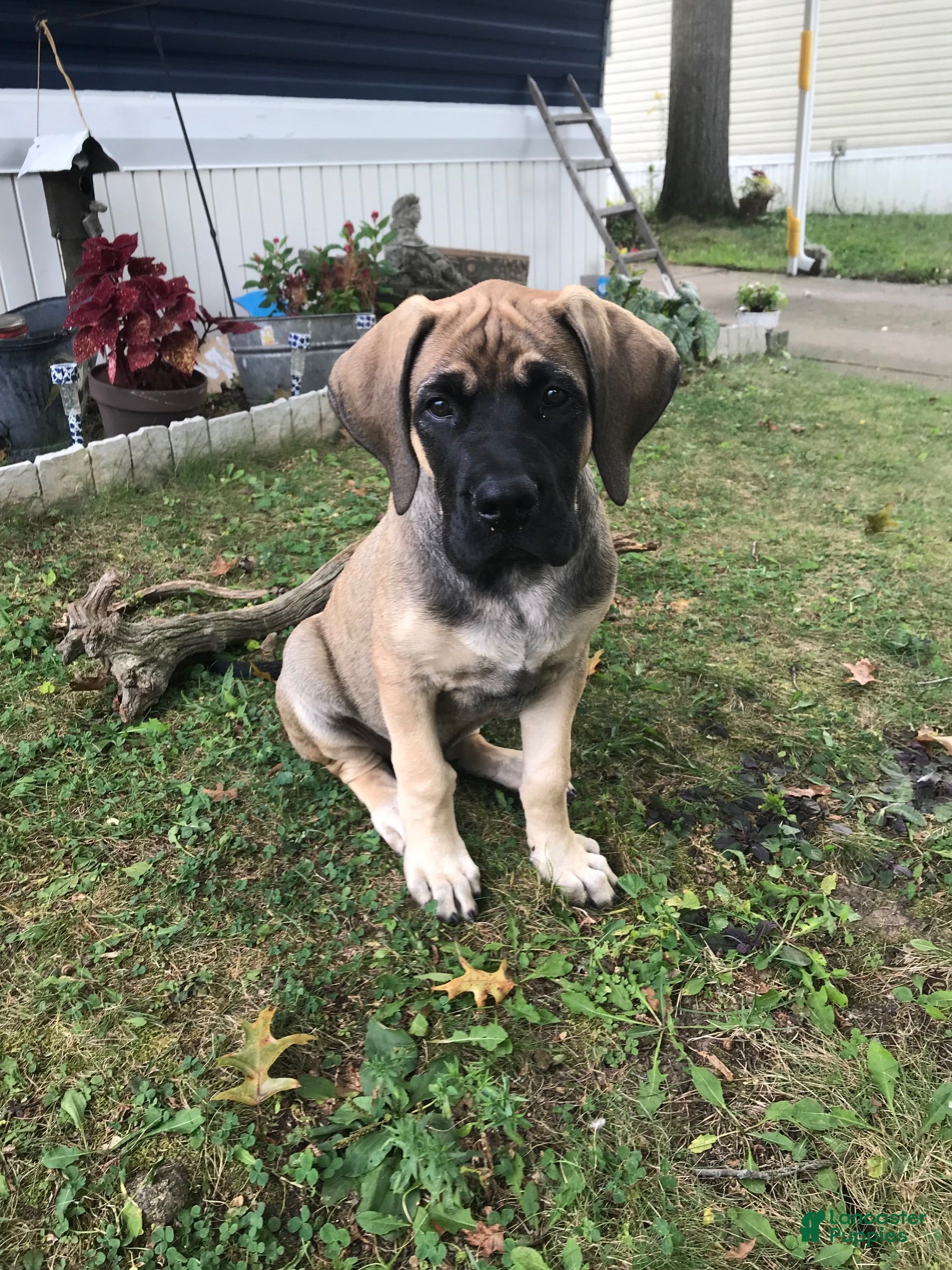 English Mastiff dogs English Mastiff 1 - Ad 34