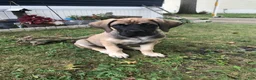 English Mastiff dogs for sale: English Mastiff 1 - Ad 1