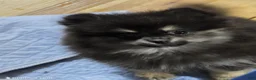 Pomeranian dogs for sale: Akc Macy  - Ad 4