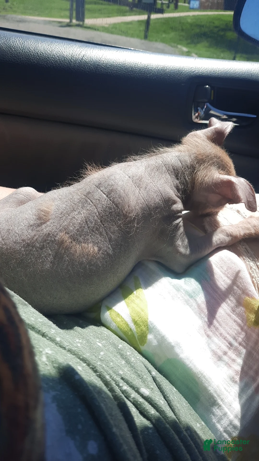 Mixed Breed dogs for sale: Tala - Ad 14