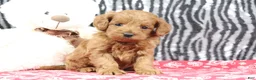 Mini Goldendoodle dogs for sale: Bozo - Ad 3
