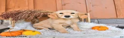 Golden Retriever dogs for sale: Sadie - Ad 5