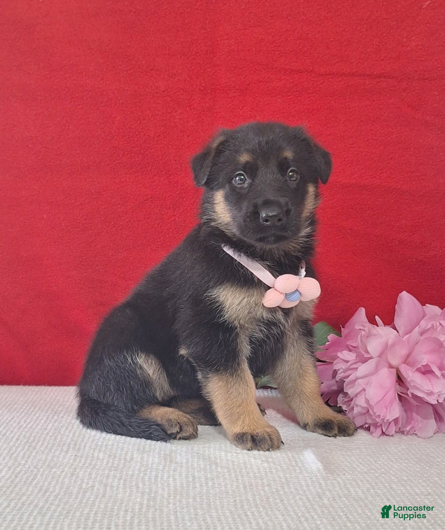 German Shepherd dogs for sale: Lita - Ad 3