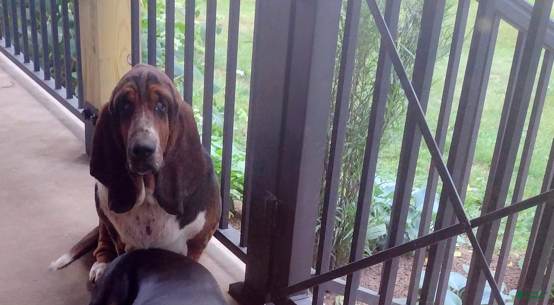 Basset Hound dogs Bill - Ad 20