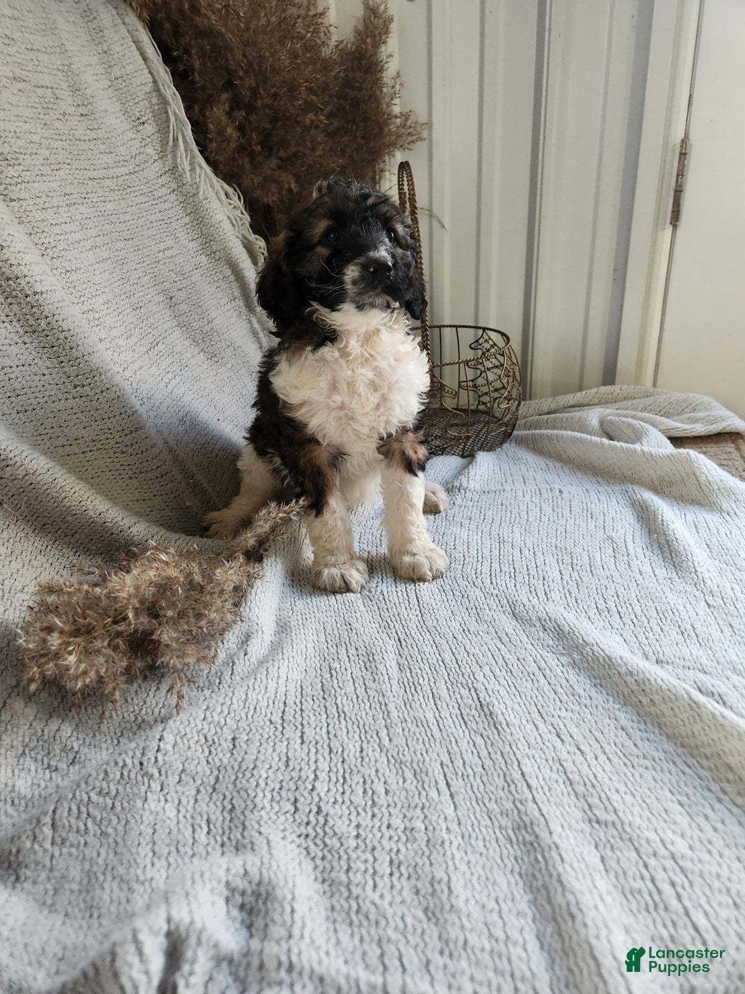 Bernedoodle dogs for sale: Lilly - Ad 3