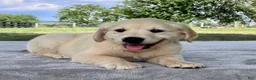 Golden Retriever dogs for sale: Chip - Ad 3