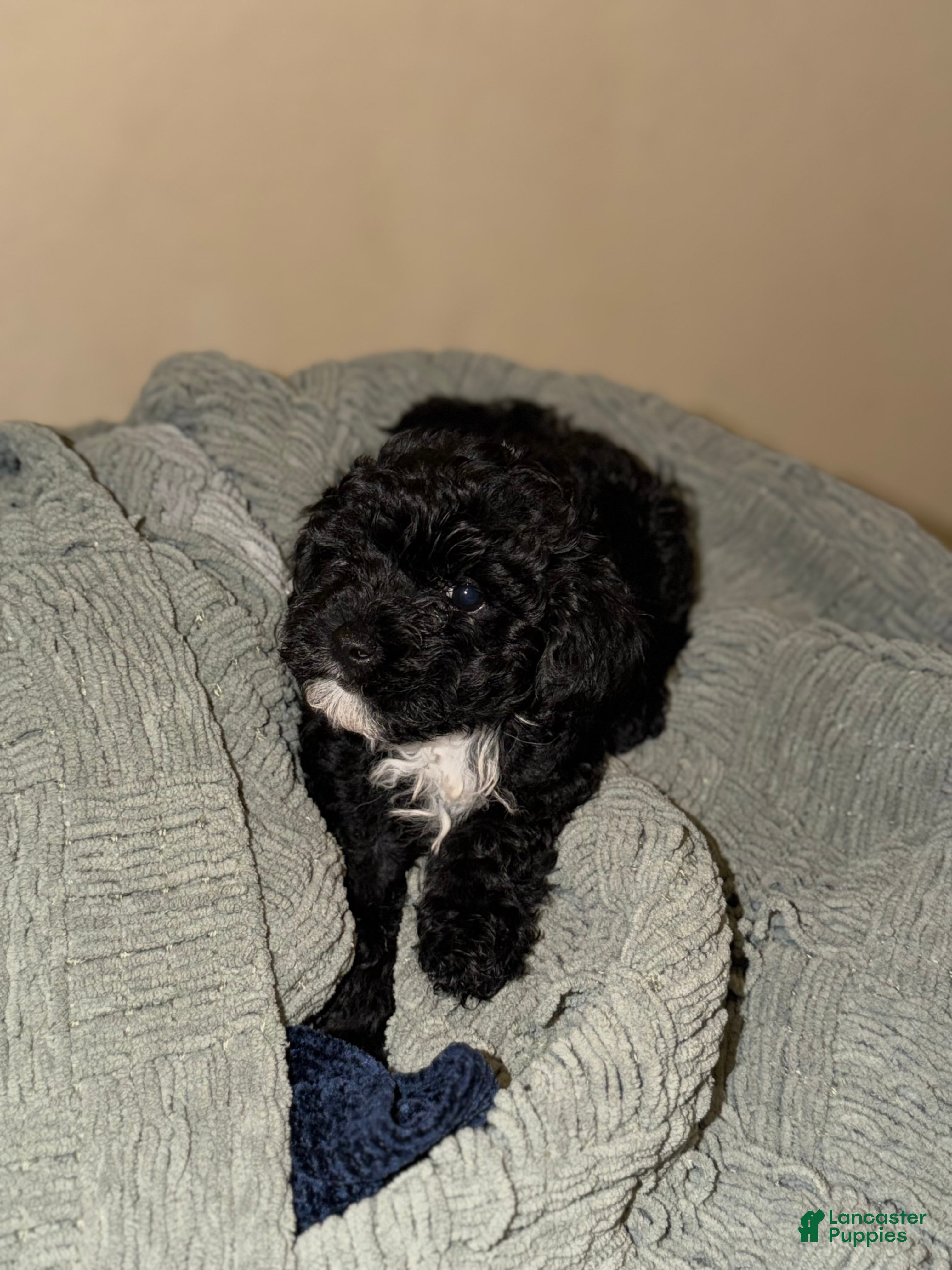 Shihpoo dogs Shihpoo Puppy 5 - Ad 2