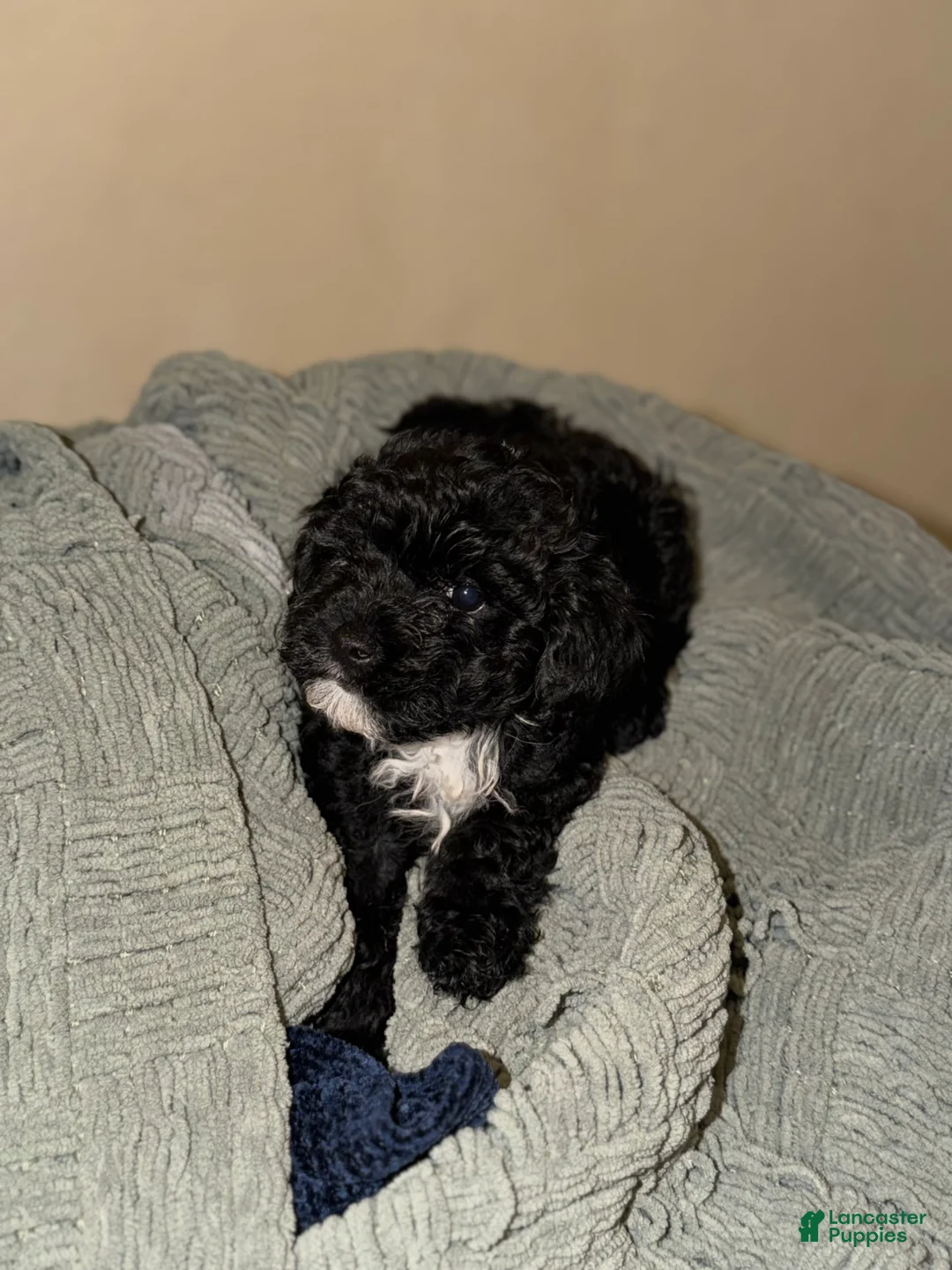 Shihpoo dogs for sale: Shihpoo Puppy 5 - Ad 2