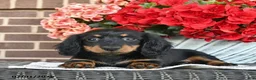 Miniature Dachshund dogs for sale: Tracy  - Ad 4