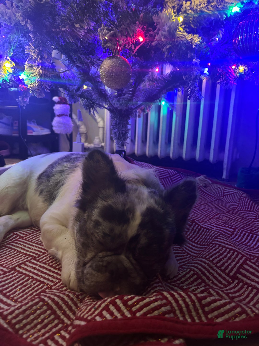 French Bulldog dogs for stud: Leo Andujar - Ad 5