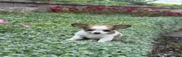 Chihuahua dogs for sale: Fancy - Ad 2