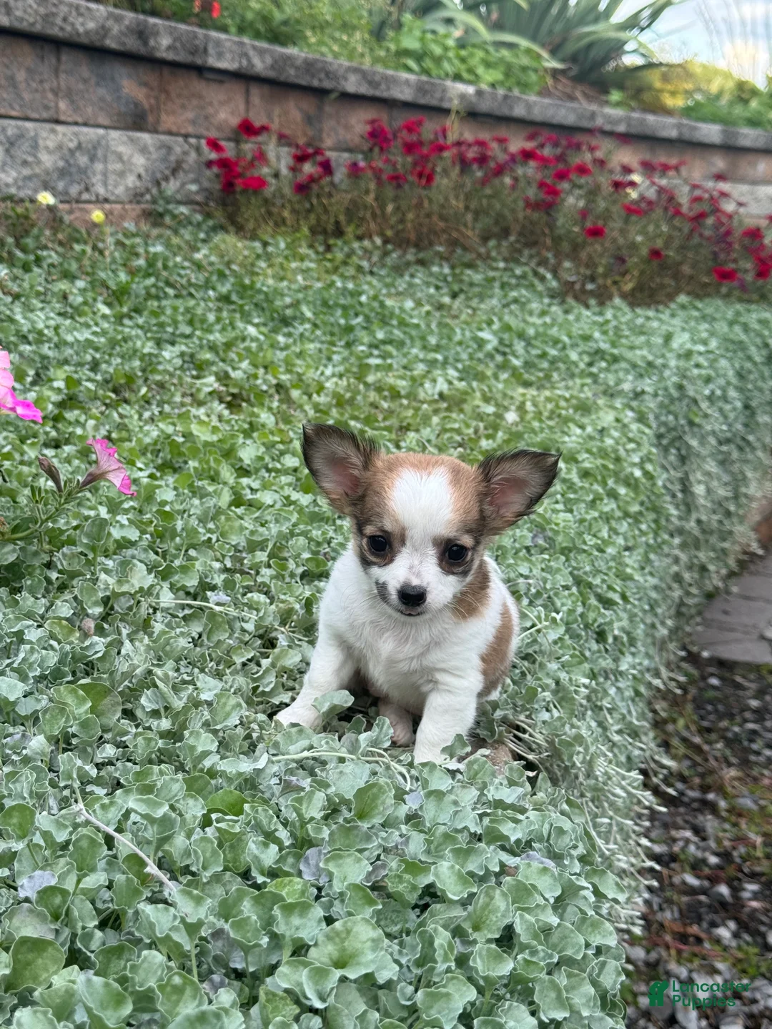 Chihuahua dogs for sale: Fancy - Ad 2