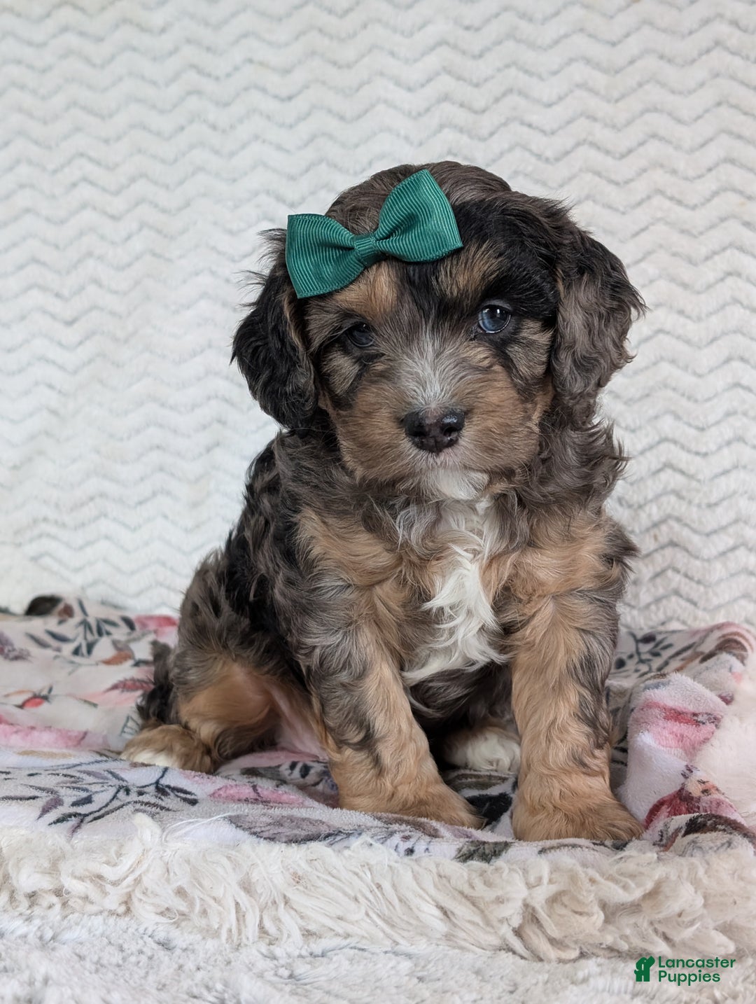 Cavapoo dogs for sale: Charlie  - Ad 24