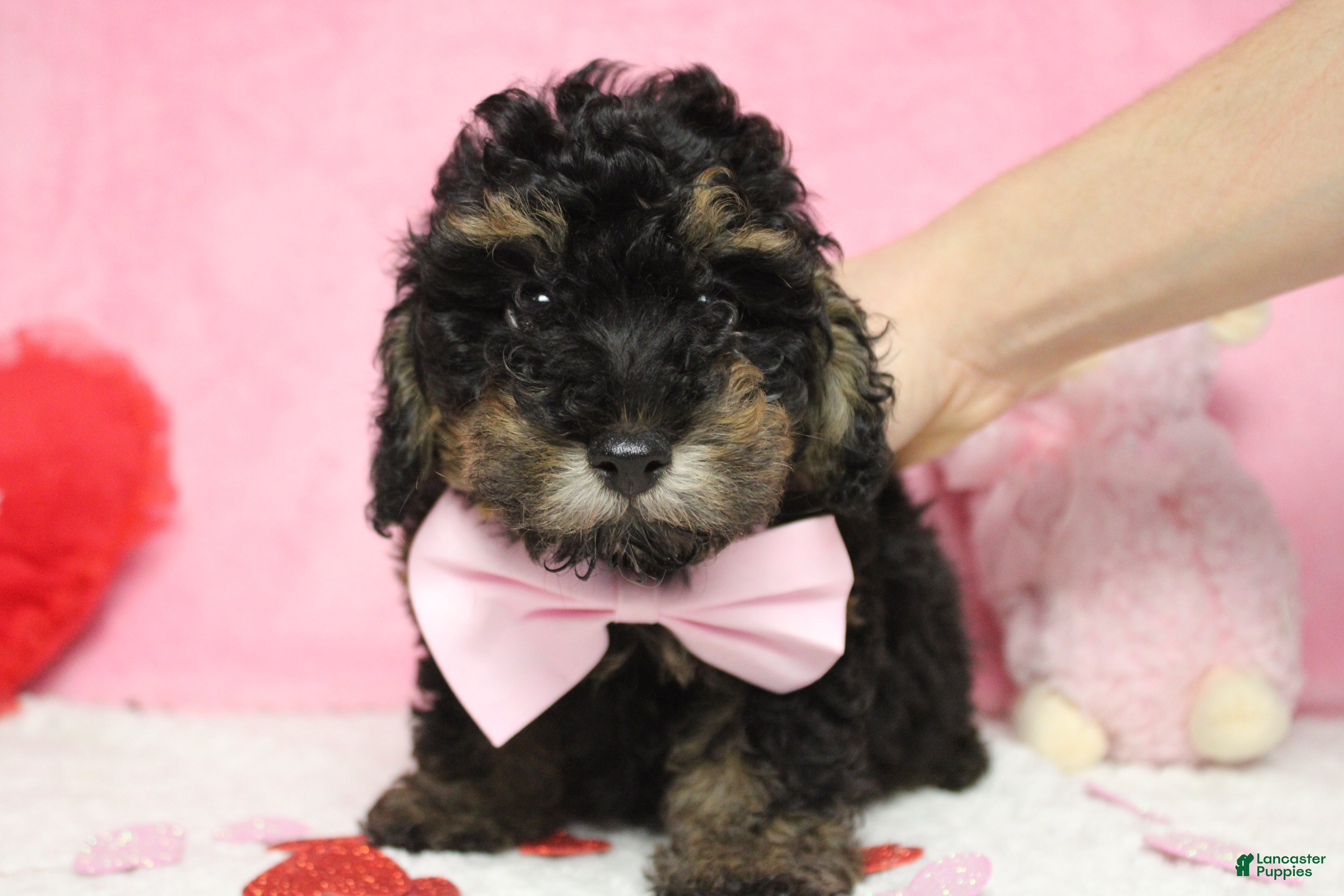 Toy Poodle dogs Jasper - Ad 14
