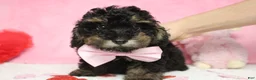 Toy Poodle dogs for sale: Jasper - Ad 1