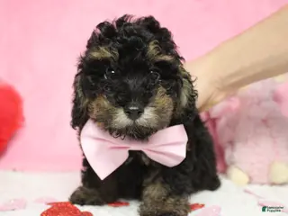Toy Poodle dogs Jasper - Ad 14