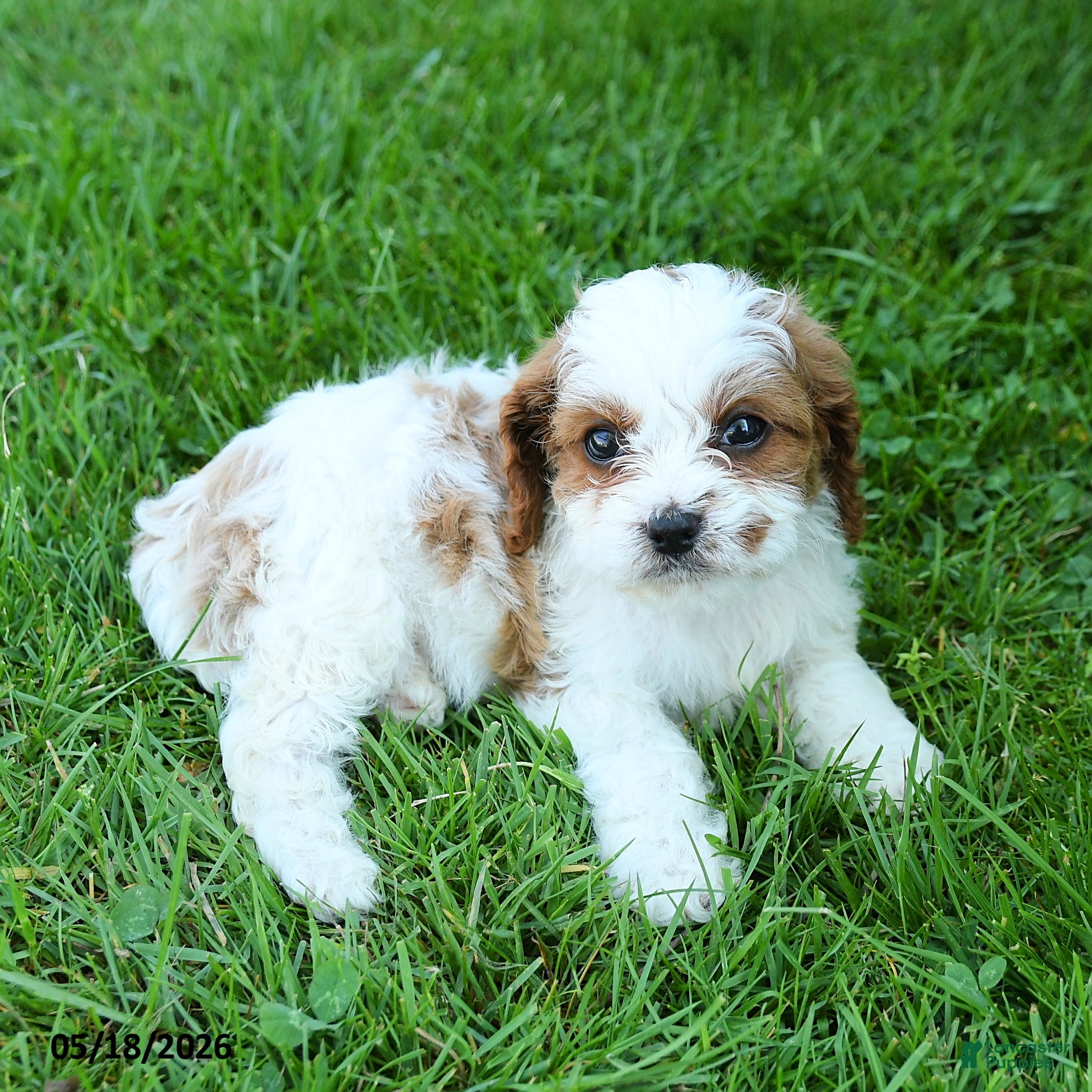 Cavapoo dogs Mia  - Ad 2