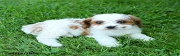 Cavapoo dogs for sale: Mia  - Ad 2