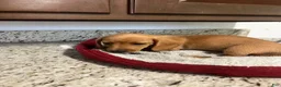 Miniature Dachshund dogs for sale: Wren - Ad 4