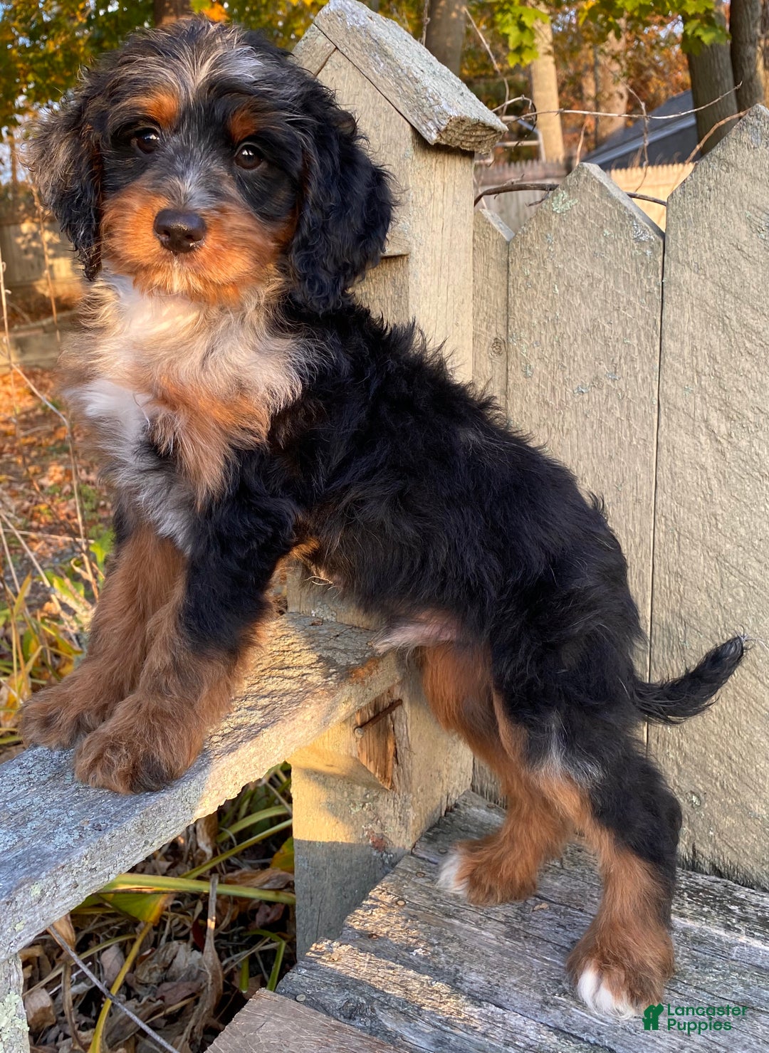 Mini Bernedoodle dogs for sale: 💛 IN BOSTON MASSACHUSETTS AREA 💛 UNIQUE COLOR & COAT COMBINATION 💛 MINI BERNEDOODLE 💛 - Ad 9