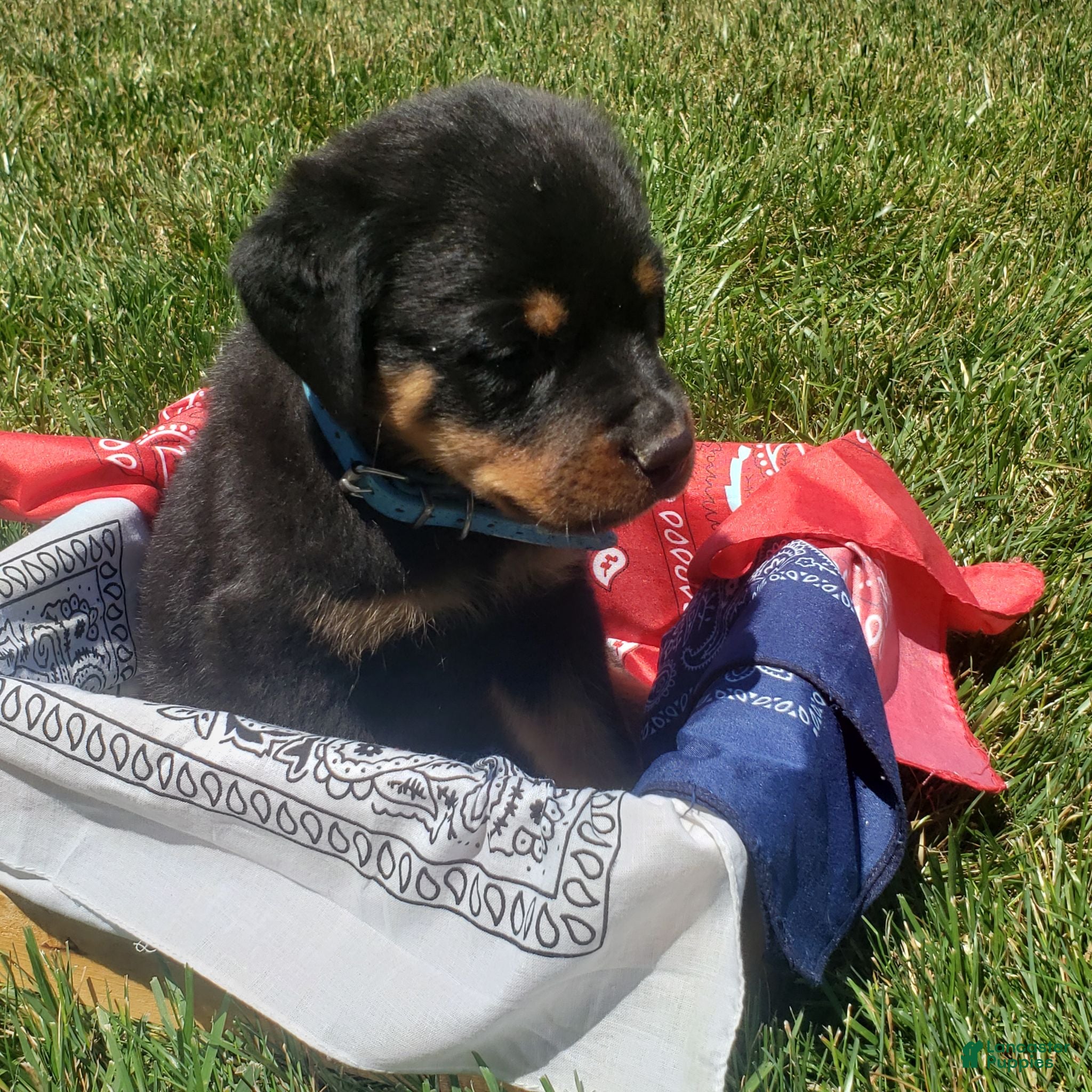 Rottweiler dogs River - Ad 2