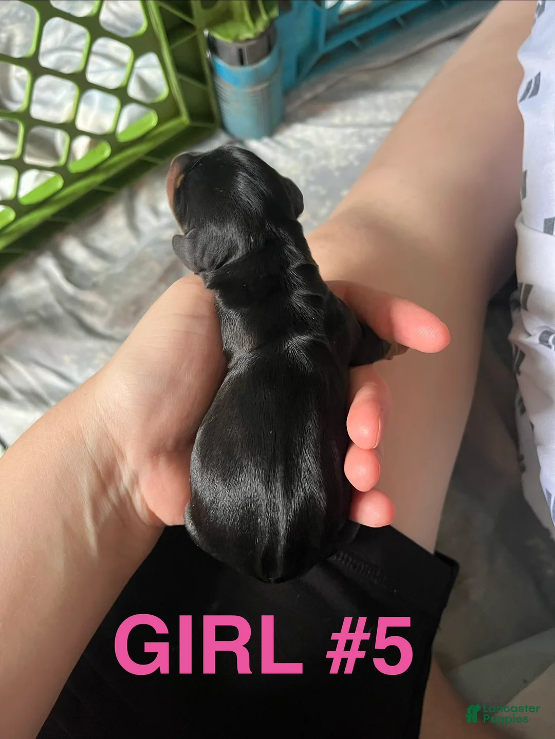 Dachshund dogs for sale: Female 5 - Ad 1