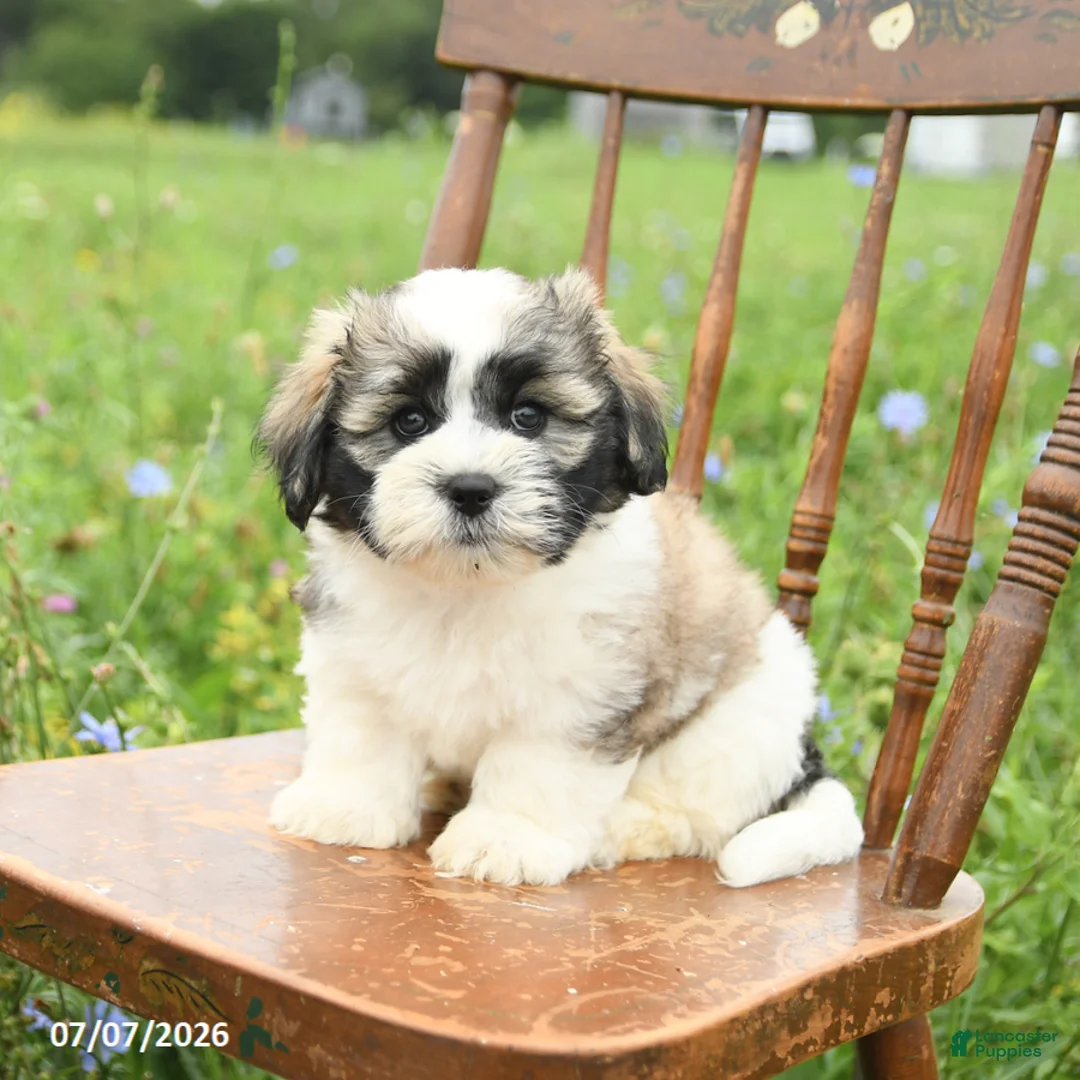 Malshi dogs for sale: Dusty - Ad 2