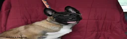Akita dogs for sale: Richard - Ad 4