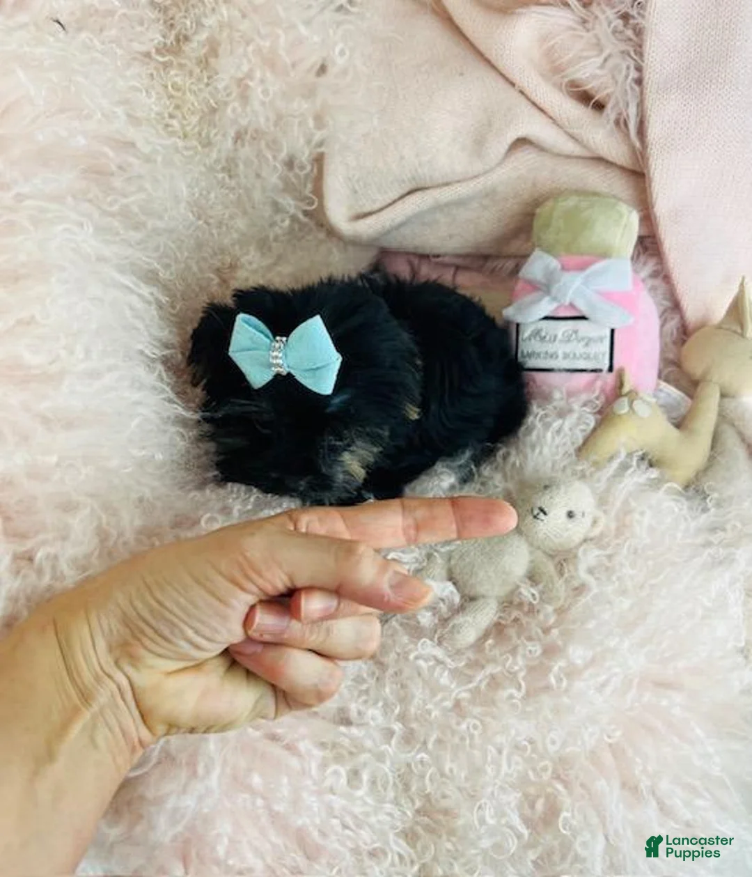 Yorkshire Terrier dogs for sale: Yorkshire Terrier Puppy 1 - Ad 1