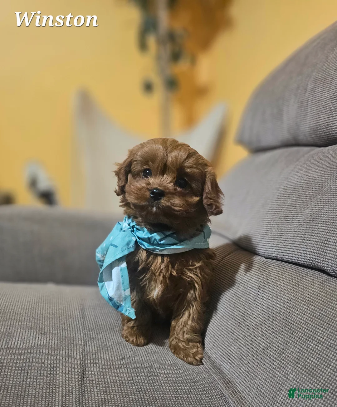 Cavapoo dogs for sale: Winston  - Ad 2