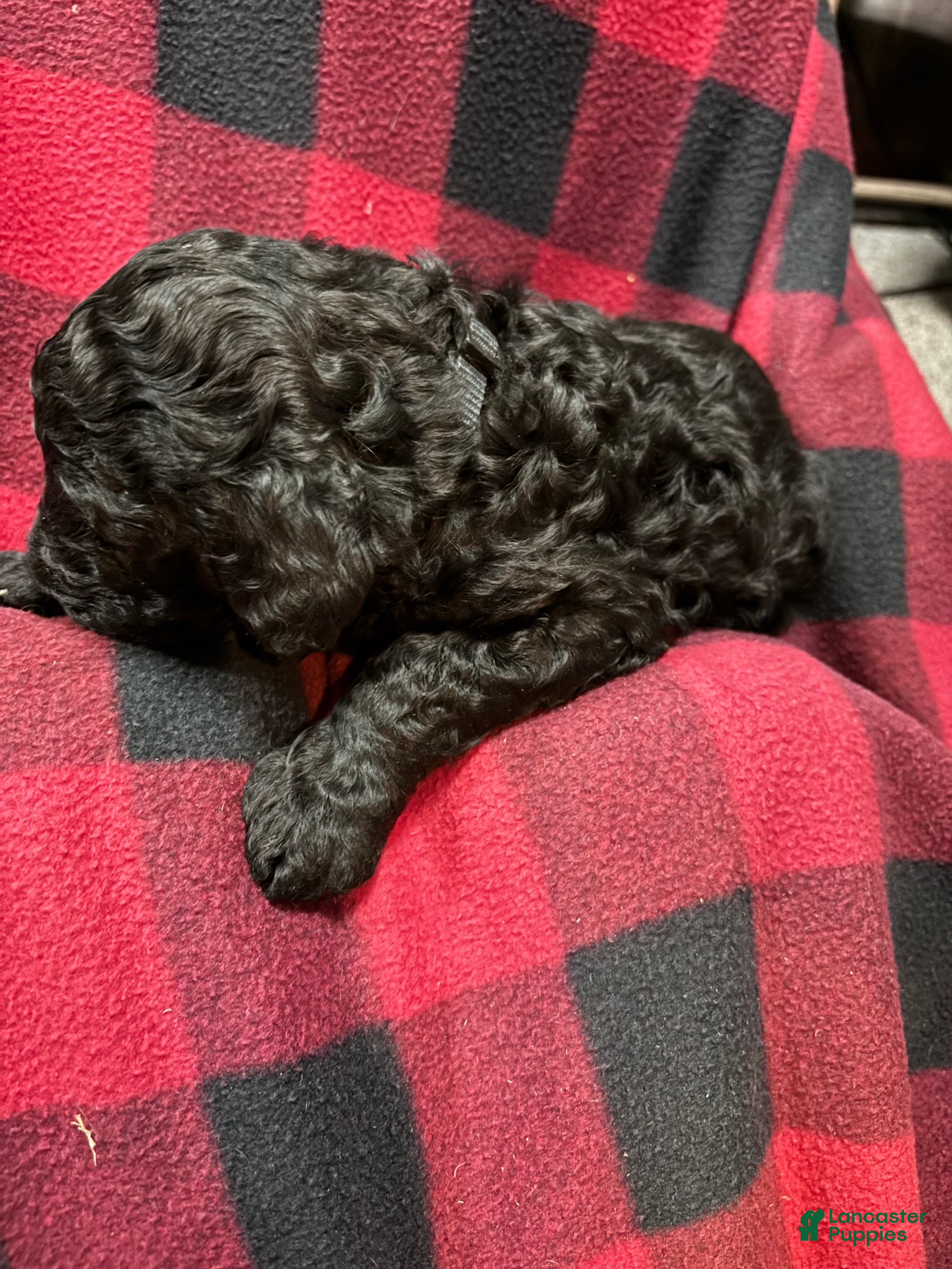 Labradoodle dogs Labradoodle Puppy 3 - Ad 4