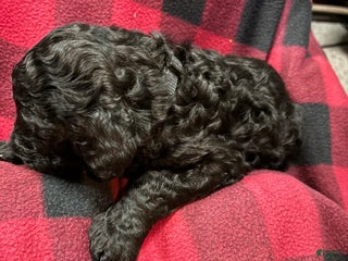Labradoodle dogs Labradoodle Puppy 3 - Ad 4