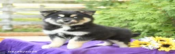 Pomsky dogs for sale: Kacie - Ad 3