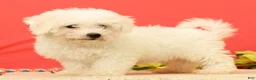 Bichon Frise dogs for sale: Ella - Ad 2