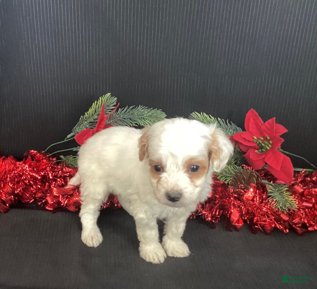 Mini Goldendoodle dogs for sale: Woody - Ad 3