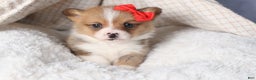Welsh Corgi Pembroke dogs for sale: RAMBO - Ad 12