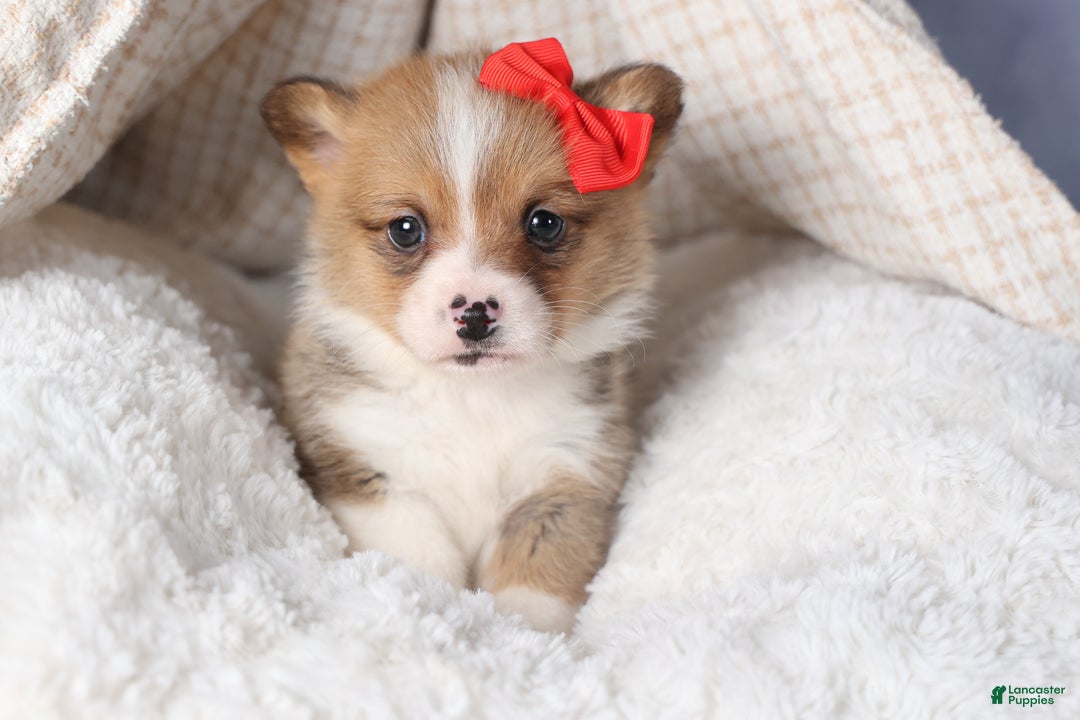 Welsh Corgi Pembroke dogs for sale: RAMBO - Ad 12