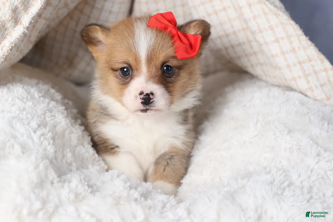 Welsh Corgi Pembroke dogs for sale: RAMBO - Ad 13