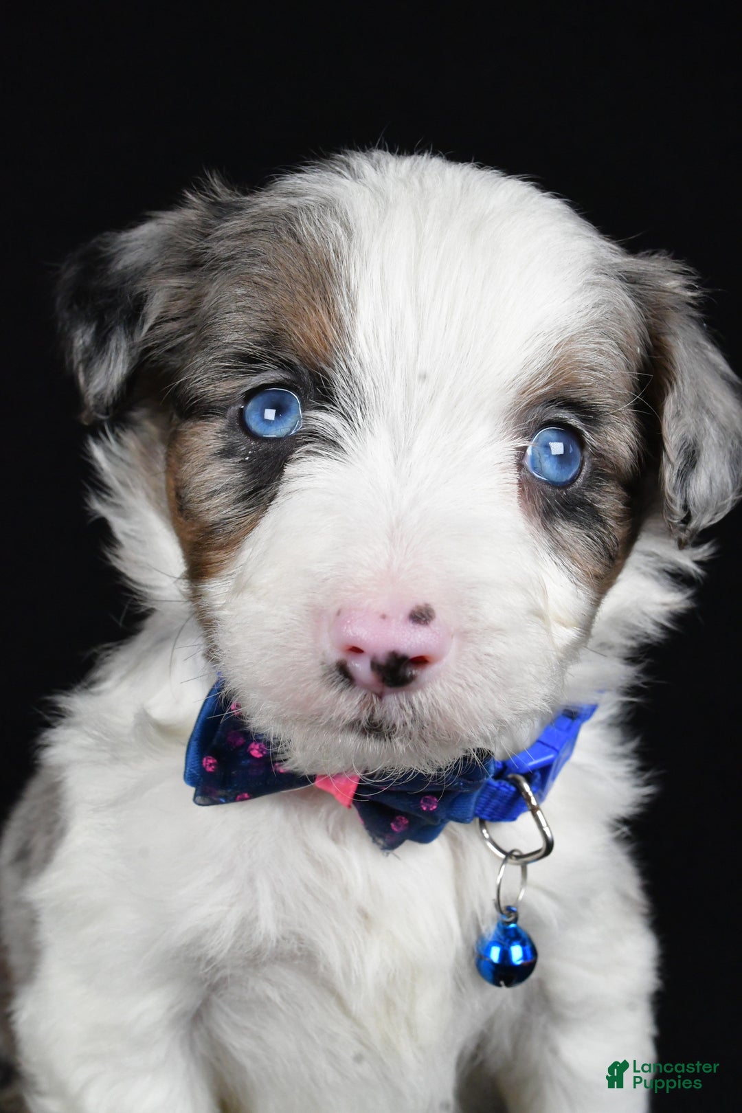 Mini Aussiedoodle dogs for sale: Sparky - Ad 3