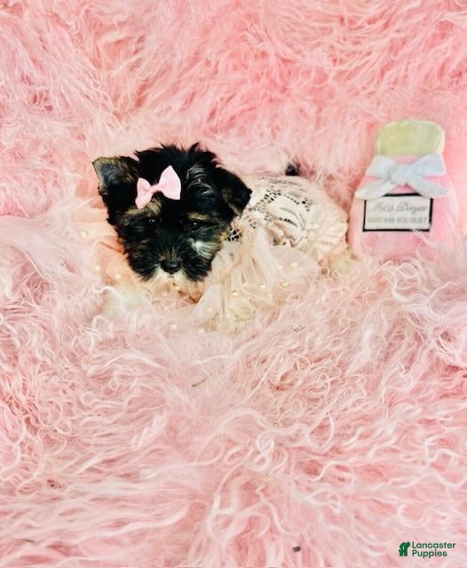 Biewer Terrier dogs Biewer Terrier Puppy 2 - Ad 4