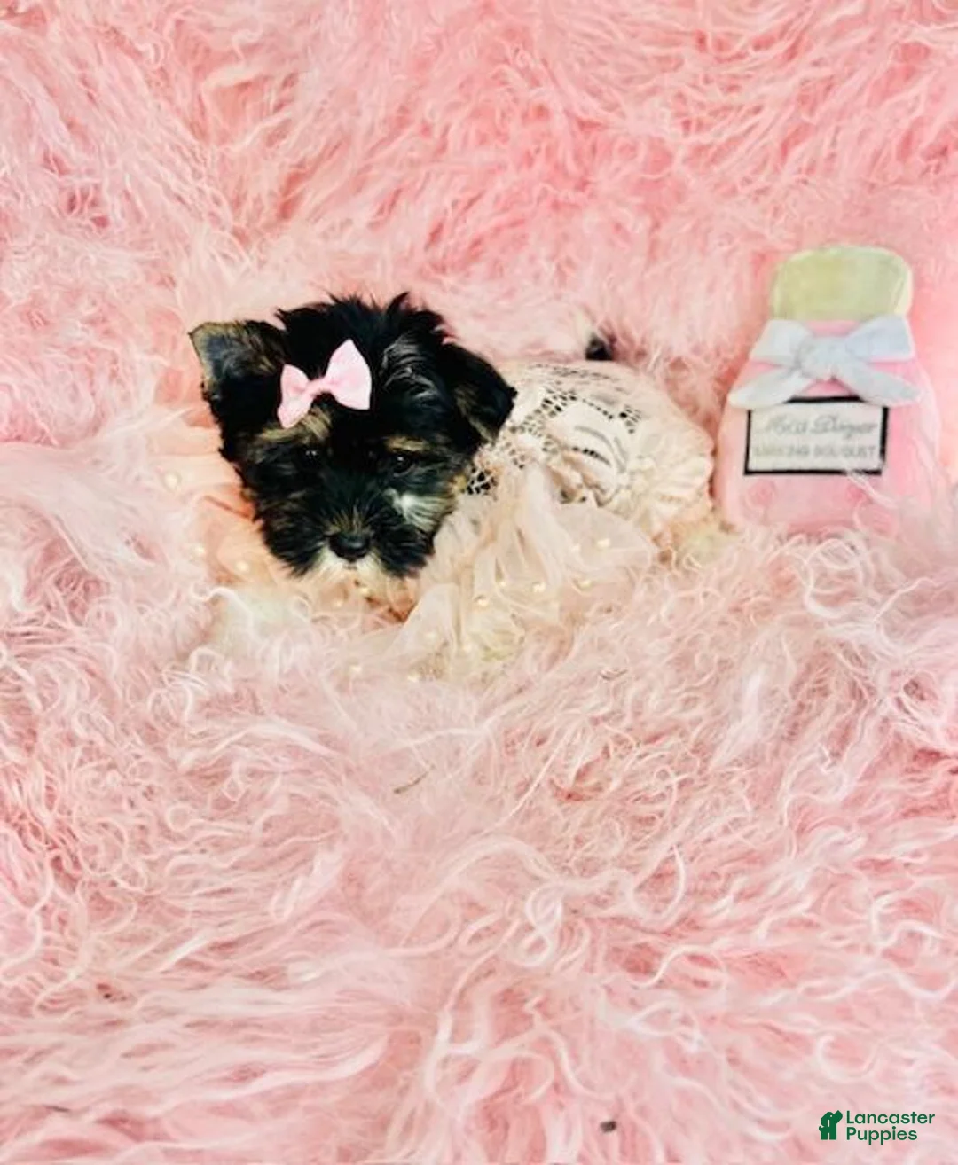 Biewer Terrier dogs for sale: Biewer Terrier Puppy 2 - Ad 1