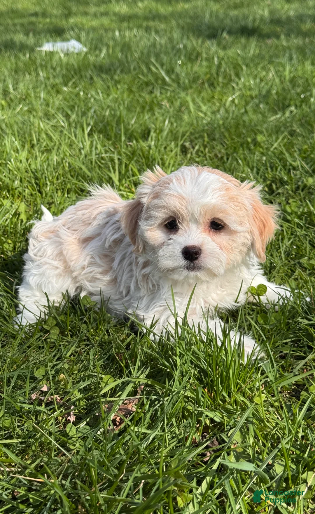 Havanese dogs for sale: Helena - Ad 1