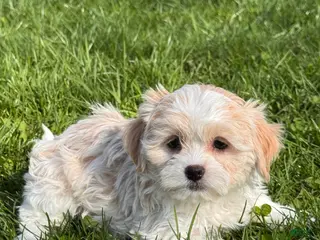 Havanese dogs Helena - Ad 21
