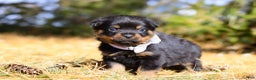 Rottweiler dogs for sale: Raven - Ad 3