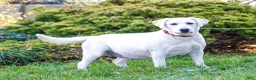Labrador Retriever dogs for sale: Randy - Ad 5